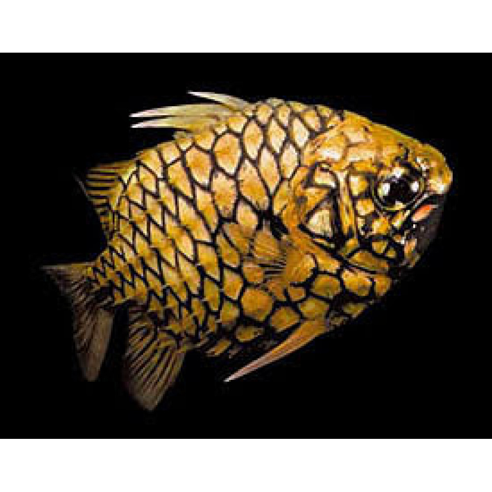 Pineapple Fish (Cleidopus gloriamaris)