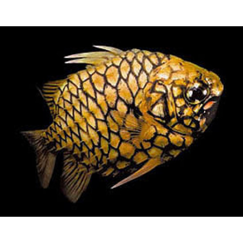 Pineapple Fish (Cleidopus gloriamaris)