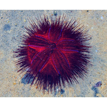 Longspine Urchin, Blue Spot (Astropyga radiata)