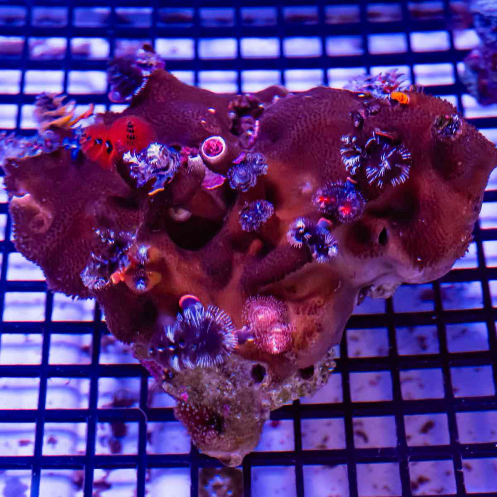 Christmas Worms Colony