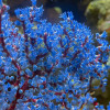 Blueberry Sea Fan (Acalycigorgia sp.)