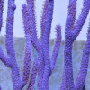 Purple Candalabra Gorgonian (Eunicea sp.)