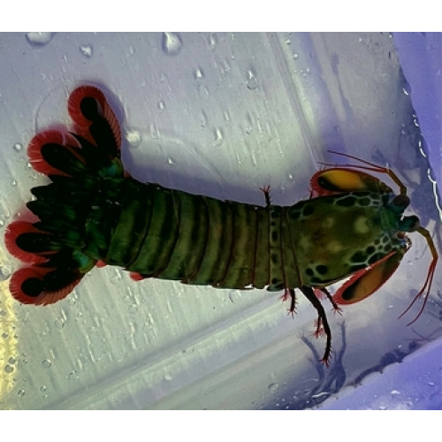 Peacock Mantis Shrimp GREEN Male