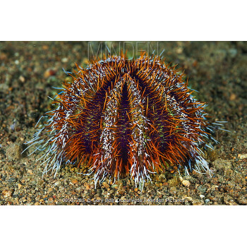 Hairy Pincushion Urchin (Tripneustes Gratilla) 