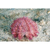 Pincushion Sea Urchin (Lytechinus variegatus) 