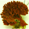 Tree Sponge (Ptilocaulis sp.)