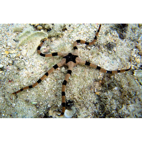 Serpent Sea Star (Ophiolepsis superba) 