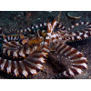 Wunderpus Octopus (Wunderpus photogenicus)