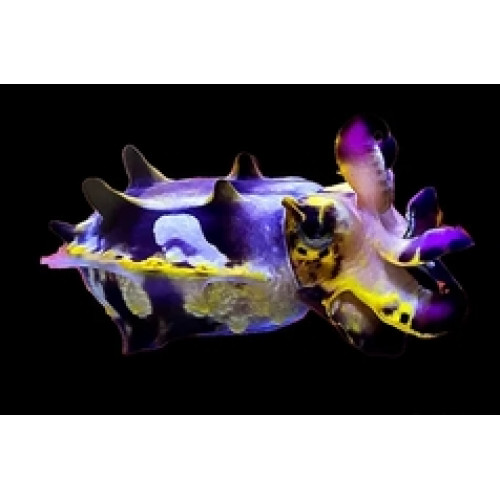 Flamboyant Cuttlefish (Metasepia pfefferi)