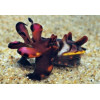 Flamboyant Cuttlefish (Metasepia pfefferi)