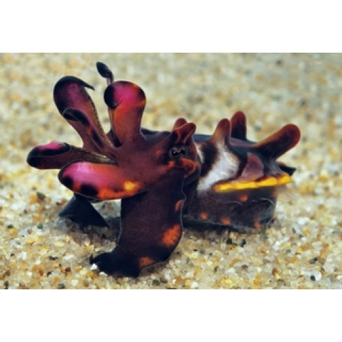 Flamboyant Cuttlefish (Metasepia pfefferi)