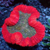 Symphyllia Aussie Ultra Bicolor 