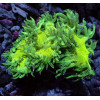 Elegance Coral (Catalaphyllia jardinei)