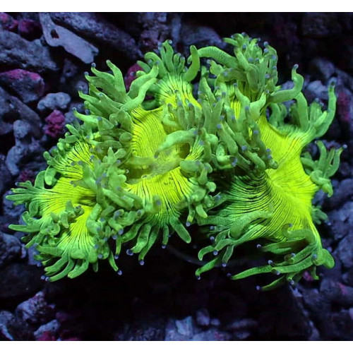 Elegance Coral (Catalaphyllia jardinei)