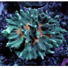Ultra Colored Pectinia