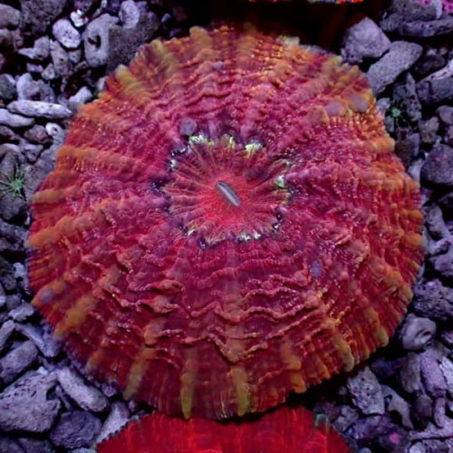 Indophyllia Red