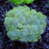 ULTRA YELLOW BUBBLE CORAL