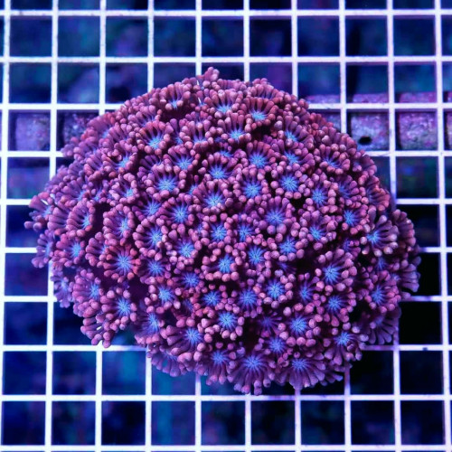Ultra Pink Blue Alveopora (Alveopora sp.)
