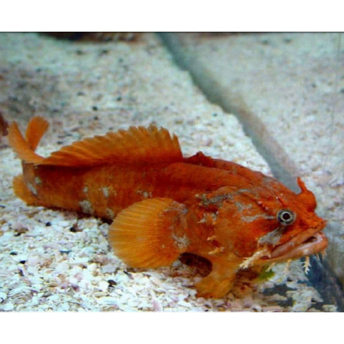 Orange Gulf Toadfish (Opsanus Beta)