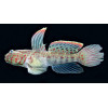 Pink Spotted Watchman Goby (Cryptocentrus Leptocephalus)