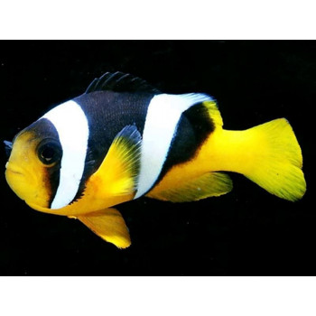Sebae Clownfish (Amphiprion Sebae)
