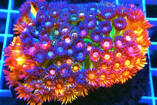 Alex's Handpicked Corals