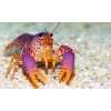 Debelius' Reef Lobster (Enoplometopus sp.) 