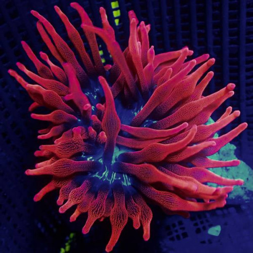 Bubble Anemone Red Black Middle 