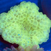 Bubble Anemone Yellow 
