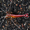 Pacific Cleaner Shrimp (Lysmata Amboinensis)