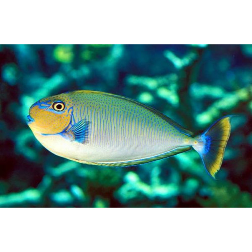 Vlamingii Tang (Bignose Unicornfish)