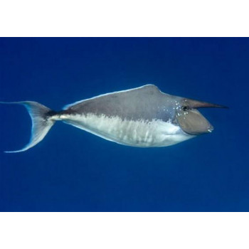 Humpback Unicornfish (Naso Brachycentron)