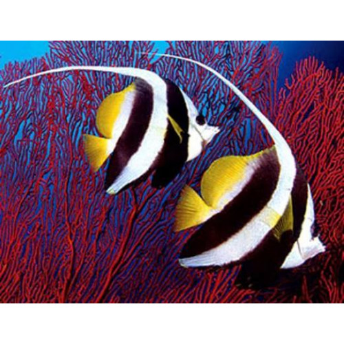 Pennant Coralfish (Heniochus Acuminatus)