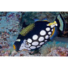 Clown Triggerfish (Balistoides conspicillum)
