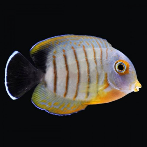 Mimic Surgeonfish (Acanthurus tristis)