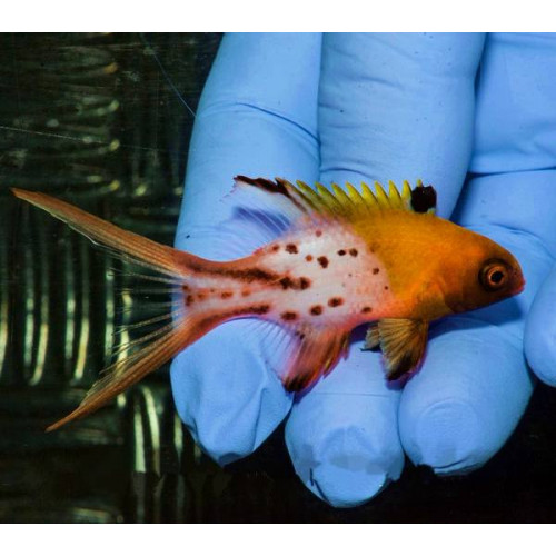 Lyretail Hogfish (Bodianus Anthioides) 