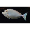 Bluespine Unicornfish (Naso Unicornis)