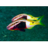 Bicolor Goatfish (Parupeneus barberinoides) 