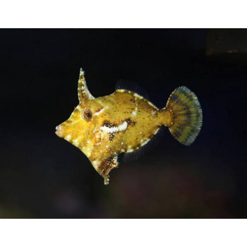 Aiptasia Eating Filefish (Acreichthys Tomentosus)
