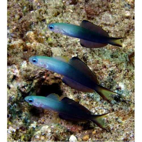 Blackfin Dartfish (Ptereleotris Evides)