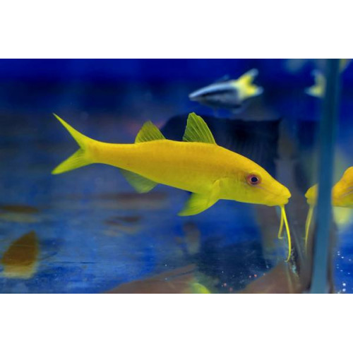 Yellow Goatfish (Parupeneus Cyclostoma) 