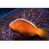 Orange Skunk Clownfish (Amphiprion Sandaracinos)