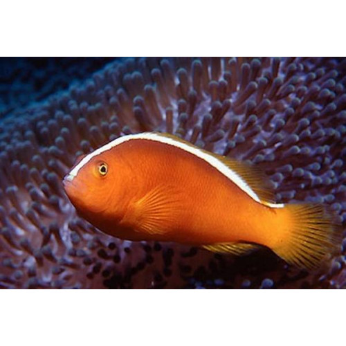 Orange Skunk Clownfish (Amphiprion Sandaracinos)