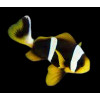 Allard's Clownfish (Amphiprion Allardi)