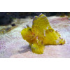 Yellow Leaf Scorpionfish (Taenianotus triacanthus)