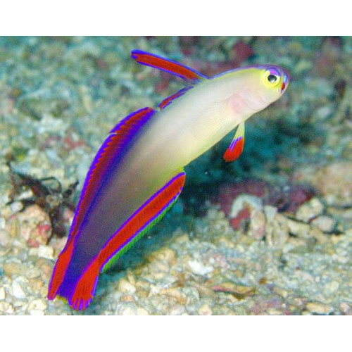 Purple Firefish (Nemateleotris decora)