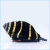 Bumble Bee Snail (Engina sp.)