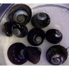 Black Margarita Snail (Margarites Pupillus) 