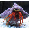 Scarlet Reef Hermit Crabs (Paguristes Cadenati) 