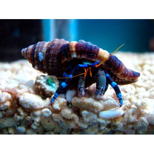 Electric Blue Hermit Crab (Calcinus Elegans)